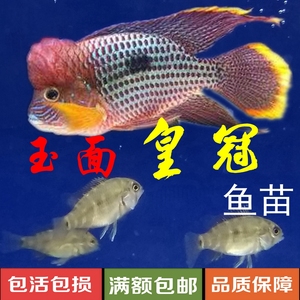 玉面皇冠 span class=h>鱼/span>苗玉面观音食土鲷慈鲷凶猛 span