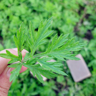 野生艾草晒干艾叶艾蒿艾绒艾茎驱蚊防蚊泡澡泡脚驱寒散湿1000g装