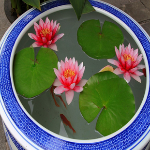 四季水生碗莲水养睡莲荷花卉阳台盆栽观花水培植物种子根块室内花 $8.