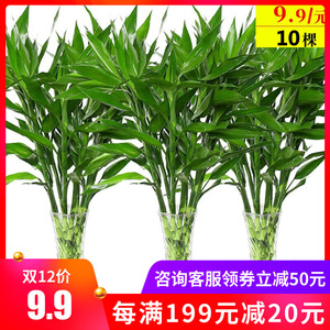 【富贵竹水培植物四季常青图片】富贵竹水培植物四季