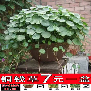 招财金钱草盆栽铜钱草水培植物一叶莲带叶室内外庭院土培四季水养