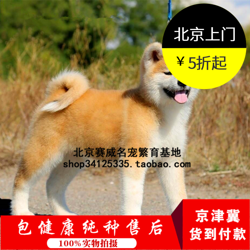 纯种赛级血统秋田幼犬出售日本柴犬家养活体宠物狗狗北京可自提