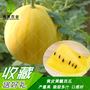 西瓜种子 金铃03甜瓜黄皮黄瓤西瓜高产早熟四季播菜园阳台栽