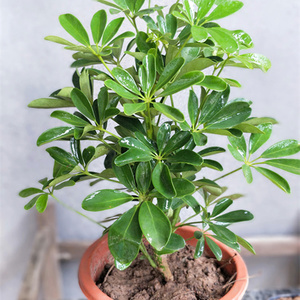 摇钱树植物七叶莲盆栽室内鸭脚木吸甲醛净化二手烟花卉防辐射绿植