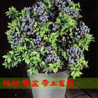 蓝莓盆栽果树苗当年结果兔眼蓝莓苗 包邮四季蓝莓树苗 北南方种植