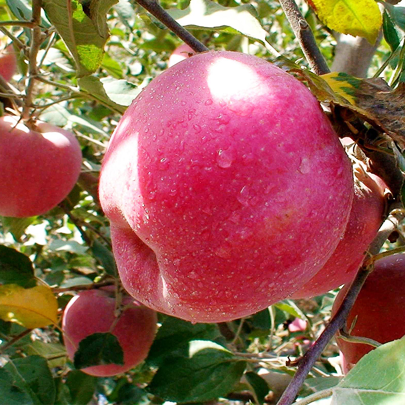 苹果水果新鲜包邮当季红富士整箱装一箱陕西冰糖心丑苹果