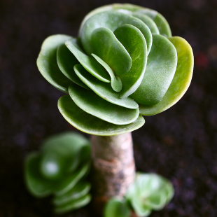 金钱木多肉植物多肉办公室绿植室内阳台盆栽花卉园艺绿植植物组合