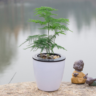 文竹植物盆栽花卉室内绿植办公室盆栽绿色植物净化空气文竹盆景