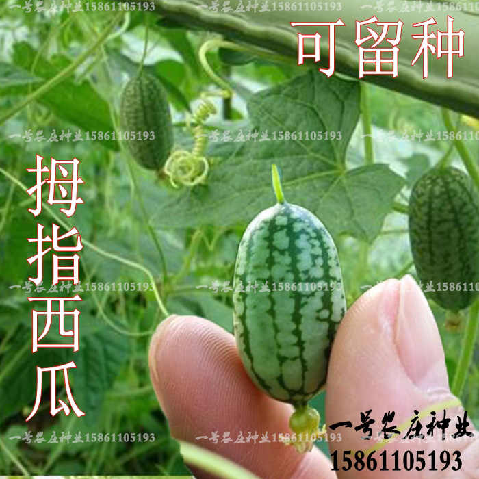 微型拇指西瓜种子迷你水果小西瓜黄瓜 可留种阳台盆栽蔬菜四季种