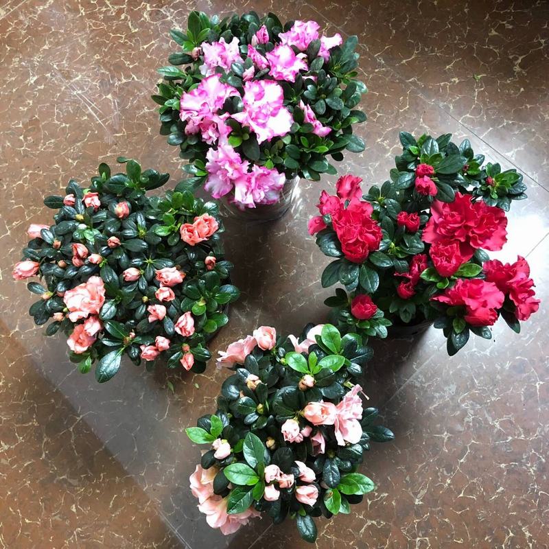 四季映山红西洋比利时杜鹃花盆栽带花盆发货绿植花卉室内盆景包邮
