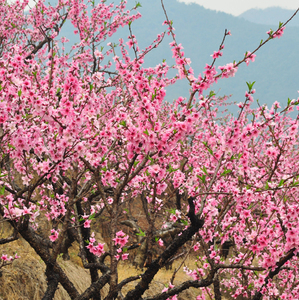 园林绿化苗木庭院盆栽 span class=h>植物/span>花卉桃花树苗 span