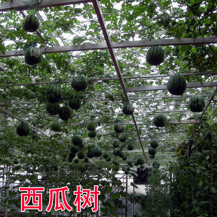 无限生长巨型西瓜树种子春秋早熟四季播庭院阳台室内盆栽树西瓜籽