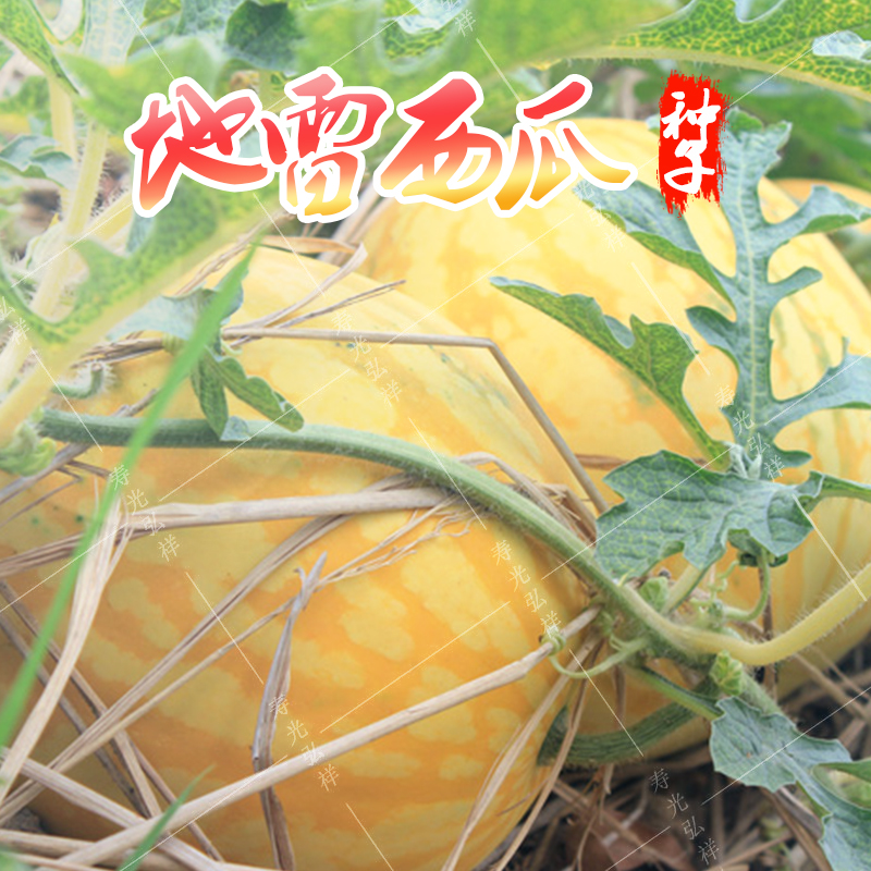 水果西瓜黄皮地雷种子甜脆春秋季大田高产抗病四季播菜园庭院菜种