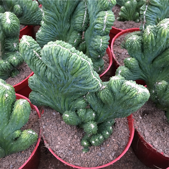 多肉 五指山花卉盆景山影拳仙人掌防辐射多肉植物净化空气玉麒麟