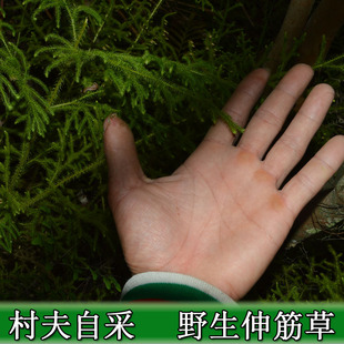 新鲜伸筋草 石松 立筋草 舒筋草 抽筋草 小伸筋野生中药材500包邮