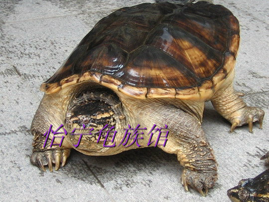 >龟苗小鳄龟宝贝列表