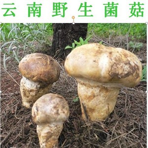 品牌名称: 老人头菌新鲜野生