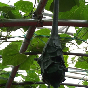 鹤首葫芦种子 果实奇形怪状 观果 瓜果庭院盆栽植物 原厂包装