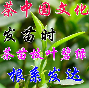 【名茶叶正品绿茶图片】名茶叶正品绿茶图片大全_好