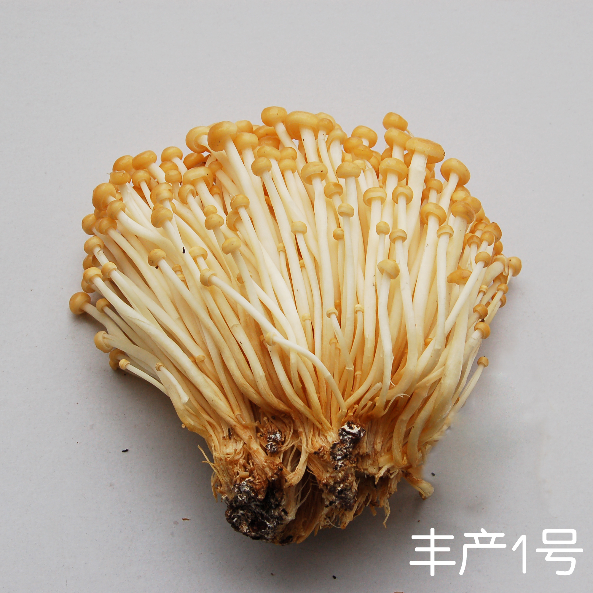 金针菇菌种母种一级种试管种原种二级种三级种食用菌种子包邮