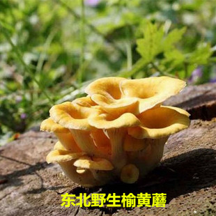 东北野生榆黄蘑金顶蘑干货玉黄蘑黄金菇干蘑菇野生菌山货250g无根