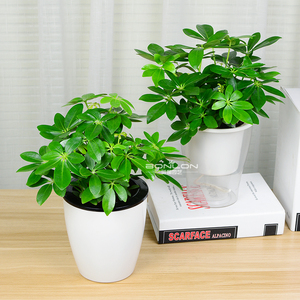 鸭掌木七叶莲绿植小 span class=h>盆栽/span span class=h>水培