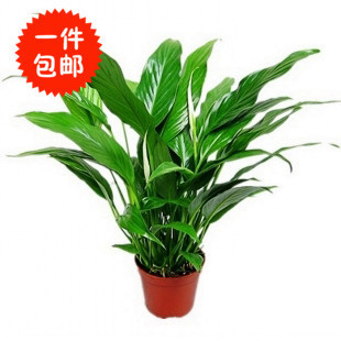 白掌 一帆风顺 水培植物盆栽 室内盆栽观花观叶花花卉 净化空气图片