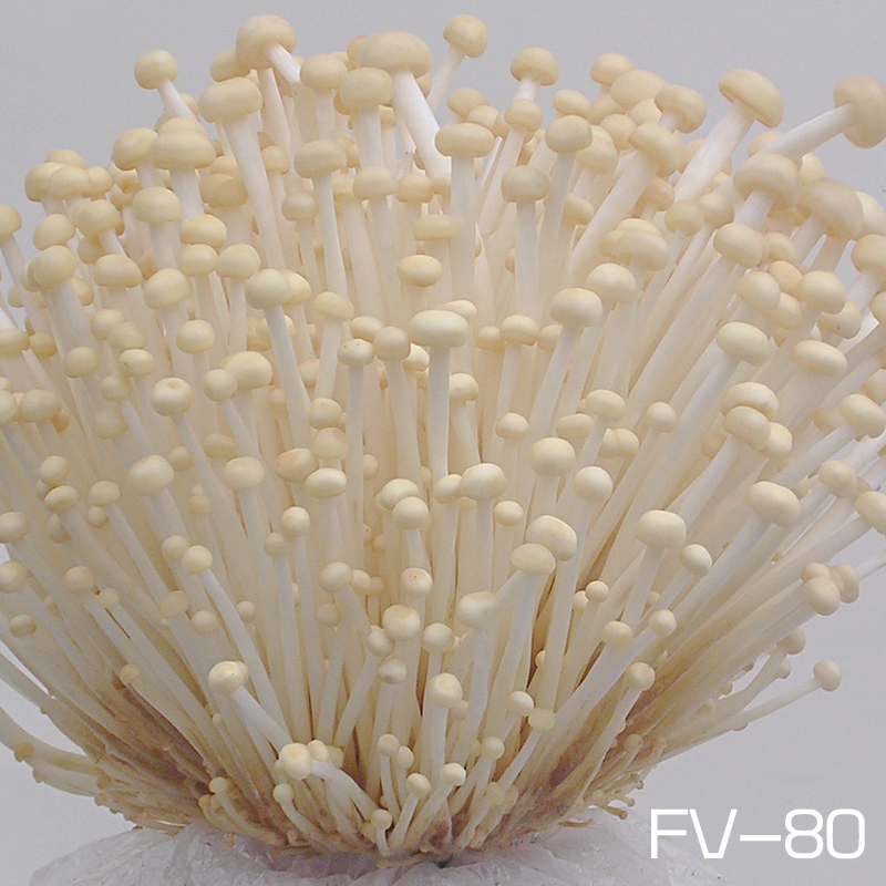 黄色金针菇菌种种子试管母种一级种原种二级种栽培种室内栽培包邮