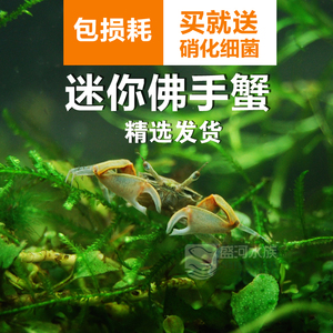 迷你佛手蟹  span class=h>宠物 /span>蟹  span class=h>宠物 /span>