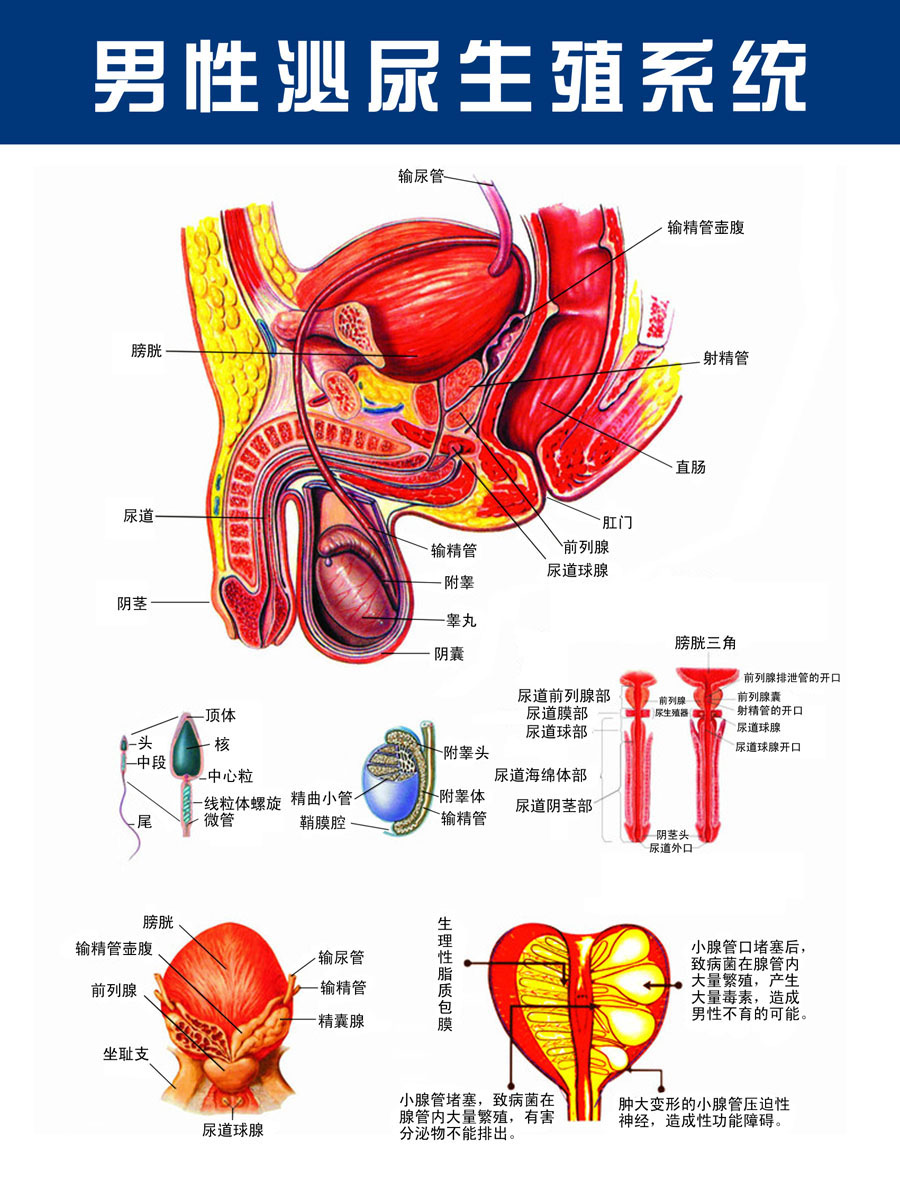 635基础建材海报展板素材255医院泌尿科男性生殖系统解剖