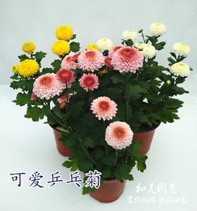 新品乒乓菊 span class=h>盆栽 /span> 可爱乒乓菊 乒乓菊带花发货 球