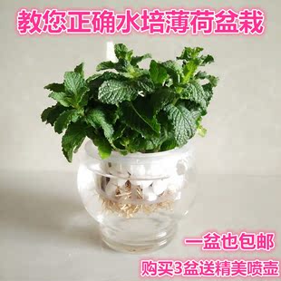 水培植物留兰香薄荷盆栽香草花卉阳台桌面绿植无土种植可食用包邮