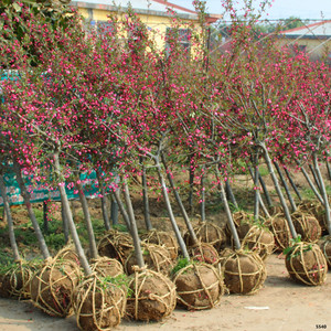 海棠树苗盆栽垂丝海棠精品庭院花卉苗庭院木本植物6733-nbbv