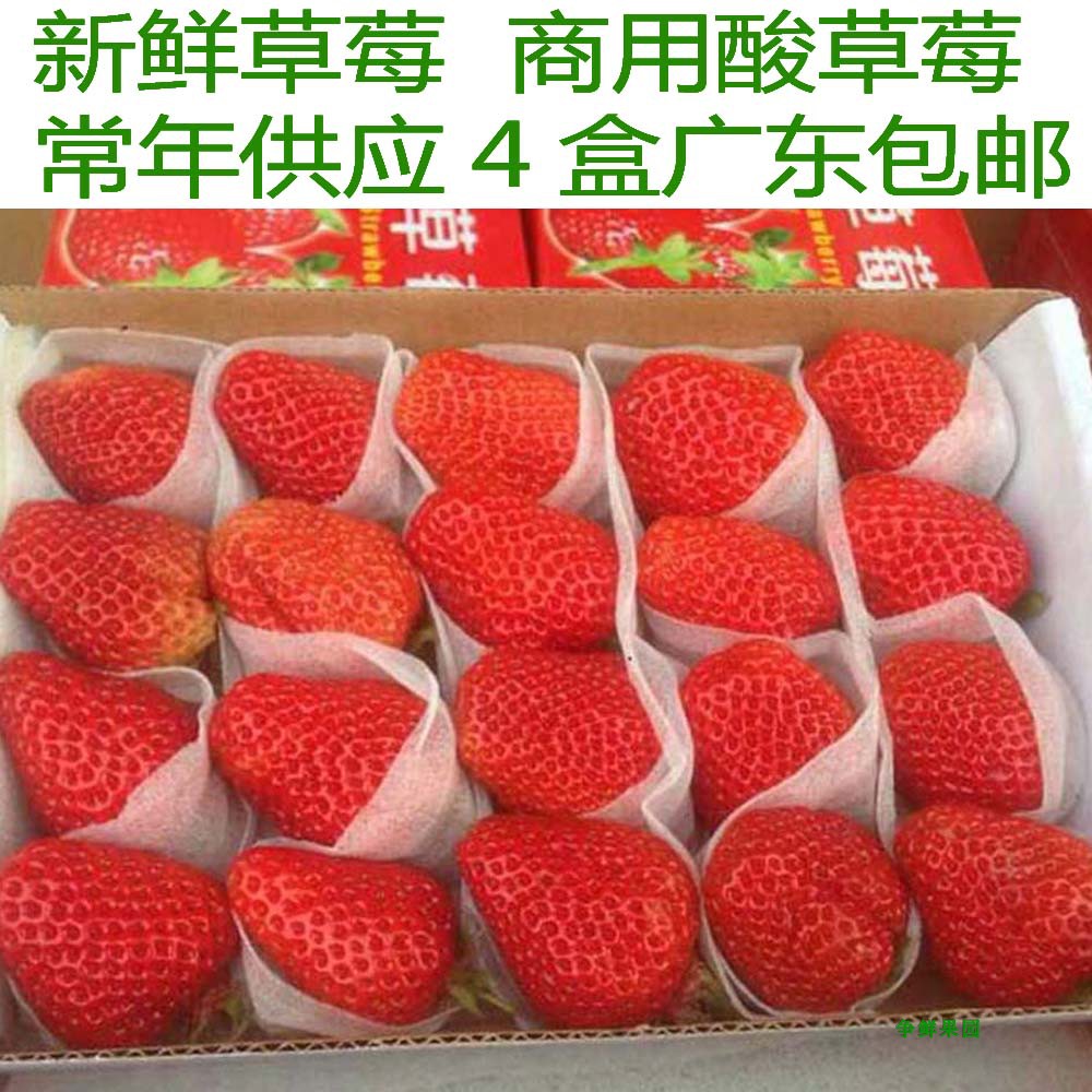 丹东草莓新鲜烘焙蛋糕专用奶油酸甜包邮非四川双流冬草莓水果现摘 已