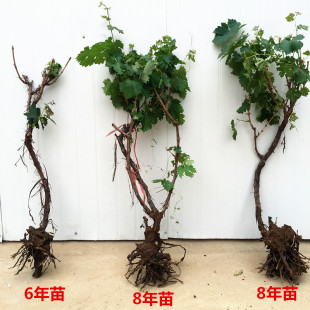 嫁接8年葡萄树苗盆栽地栽果树葡萄苗 南方北方种植当年结果包活