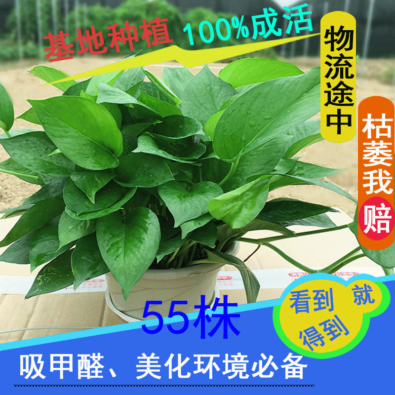 绿萝盆栽吊兰吸甲醛室内植物批发客厅净化空气常绿叶垂吊四季绿植