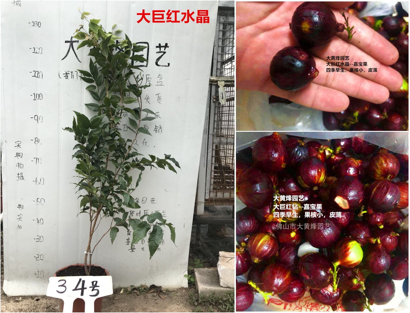 双十二热卖新品大巨红水晶红钻嘉宝果树葡萄四季结果南北盆栽树苗