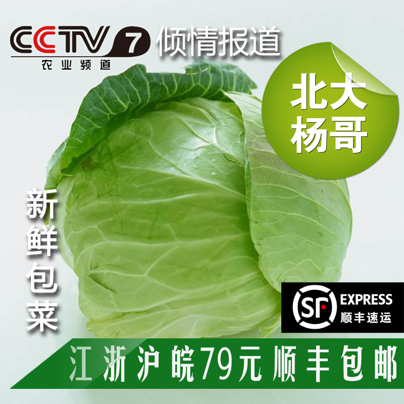 北大杨哥外交官新鲜采摘绿色生态无公害蔬菜绿叶包菜500克