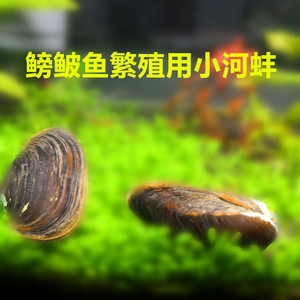 小河蚌 span class=h></p></a>活体 /span> 鳑鲏鱼繁殖用河蚌 冷水0到30度清洁