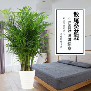 大型散尾葵盆栽图片