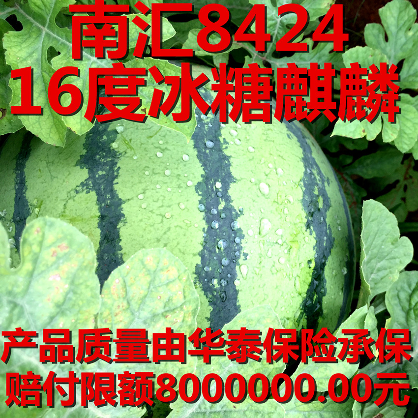 西瓜种子 高产甜早熟麒麟瓜8424 薄皮四季阳台懒汉特大巨型种籽孑