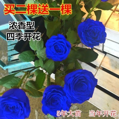 四季浓香型玫瑰花苗月季盆栽蓝色妖姬室内阳台蔷薇花苗绿植物