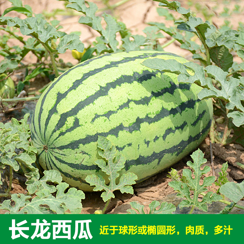 甜王西瓜种子苗特大高产8424懒汉巨型西瓜种籽春季夏四季特甜水果