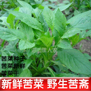 现摘新鲜苦斋农家野菜 苦斋苦菜种子天然野生蔬菜煲汤败酱草菜干