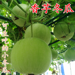 香芋冬瓜种子芋香味节瓜东瓜白瓜香糯可口 span class=h>四季 /span> 