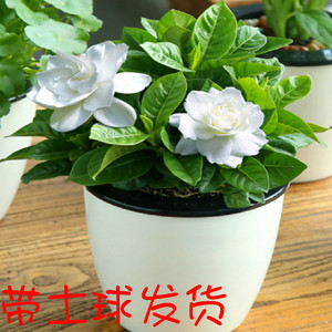 栀子花树苗浓香型图片