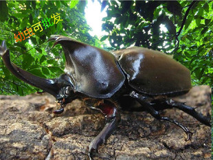 独角仙 幼虫 甲虫 另类宠物 活体 新手套餐 昆虫 异宠 包活优惠券
