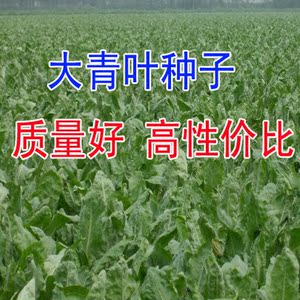 野菜基地大青叶种子1斤包邮板蓝根多年生规模种植阳台 span class=h>