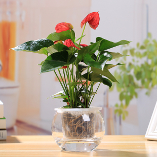 室内盆栽水培植物红掌白掌含盆粉掌水养绿植花卉四季开花好养客厅