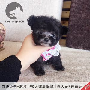 纯种泰迪幼犬活体灰色茶杯犬长不大迷你型幼崽双血统有证书宠物狗